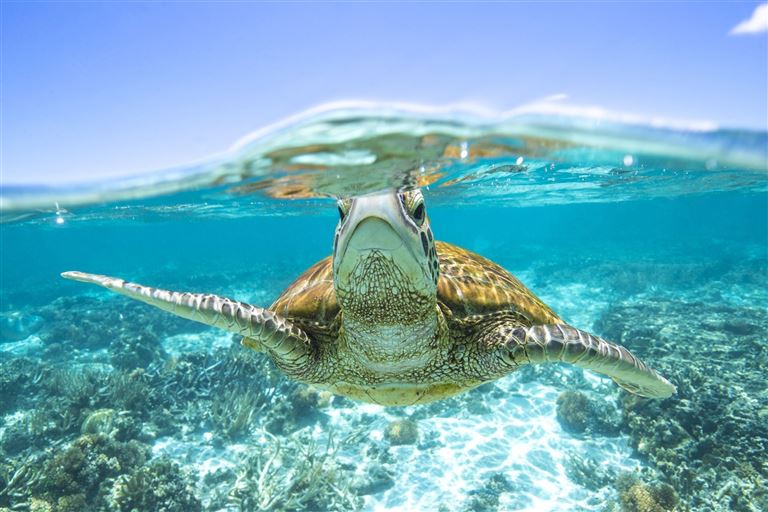 Reef & Rainforest @Sean Scott/istock